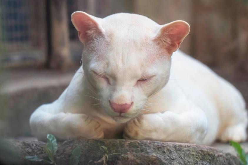 Descubren al primer ocelote albino del mundo, una hembra ciega rescatada en Colombia