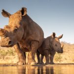 Namibia registró récord de rinocerontes muertos