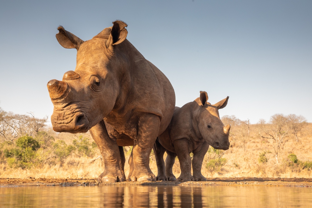 Namibia registró récord de rinocerontes muertos