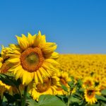 Cámara de Turismo de Portuguesa invita a visitar los campos de girasoles de la entidad