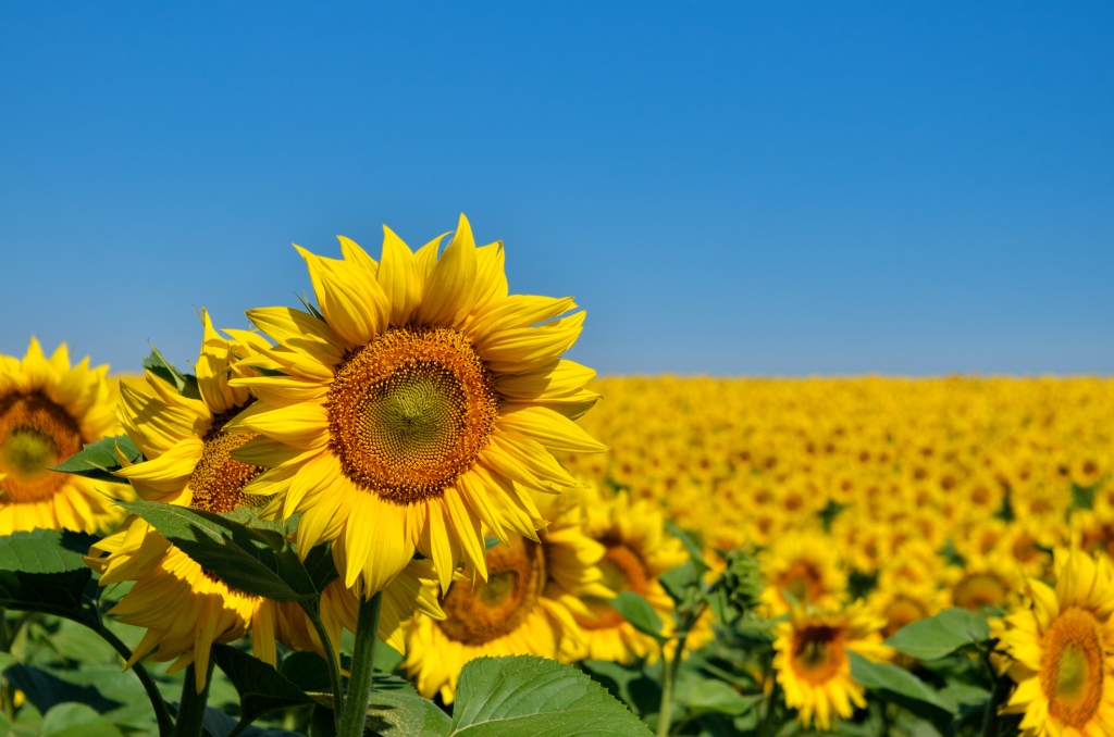 Cámara de Turismo de Portuguesa invita a visitar los campos de girasoles de la entidad