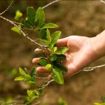 Arce buscará la desclasificación de la hoja de coca como estupefaciente