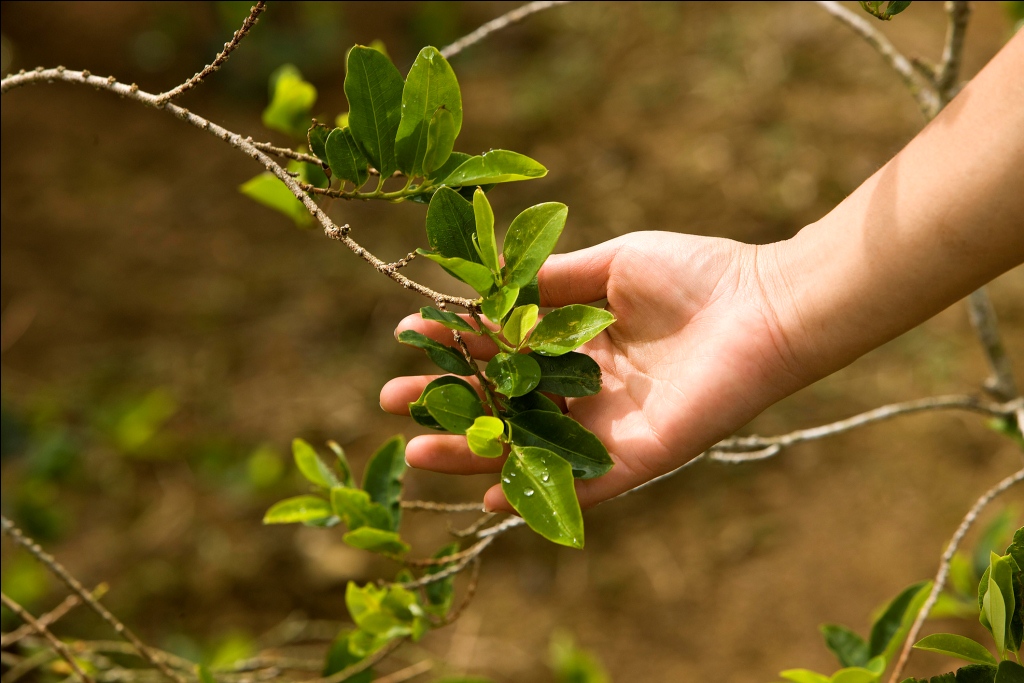 Arce buscará la desclasificación de la hoja de coca como estupefaciente