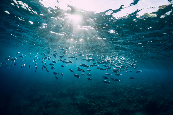 Calentamiento del mar reducirá el tamaño de los peces, según estudio