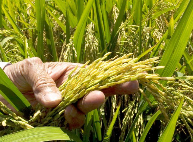 La FAO prevé una bajada del comercio de productos básicos en 2023 y 2024