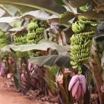 Lo que debes saber si tienes cambures y plátanos infectados con el hongo fusarium