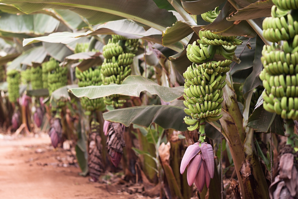 Lo que debes saber si tienes cambures y plátanos infectados con el hongo fusarium