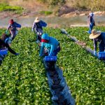 Trabajadores, trabajadoras del campo