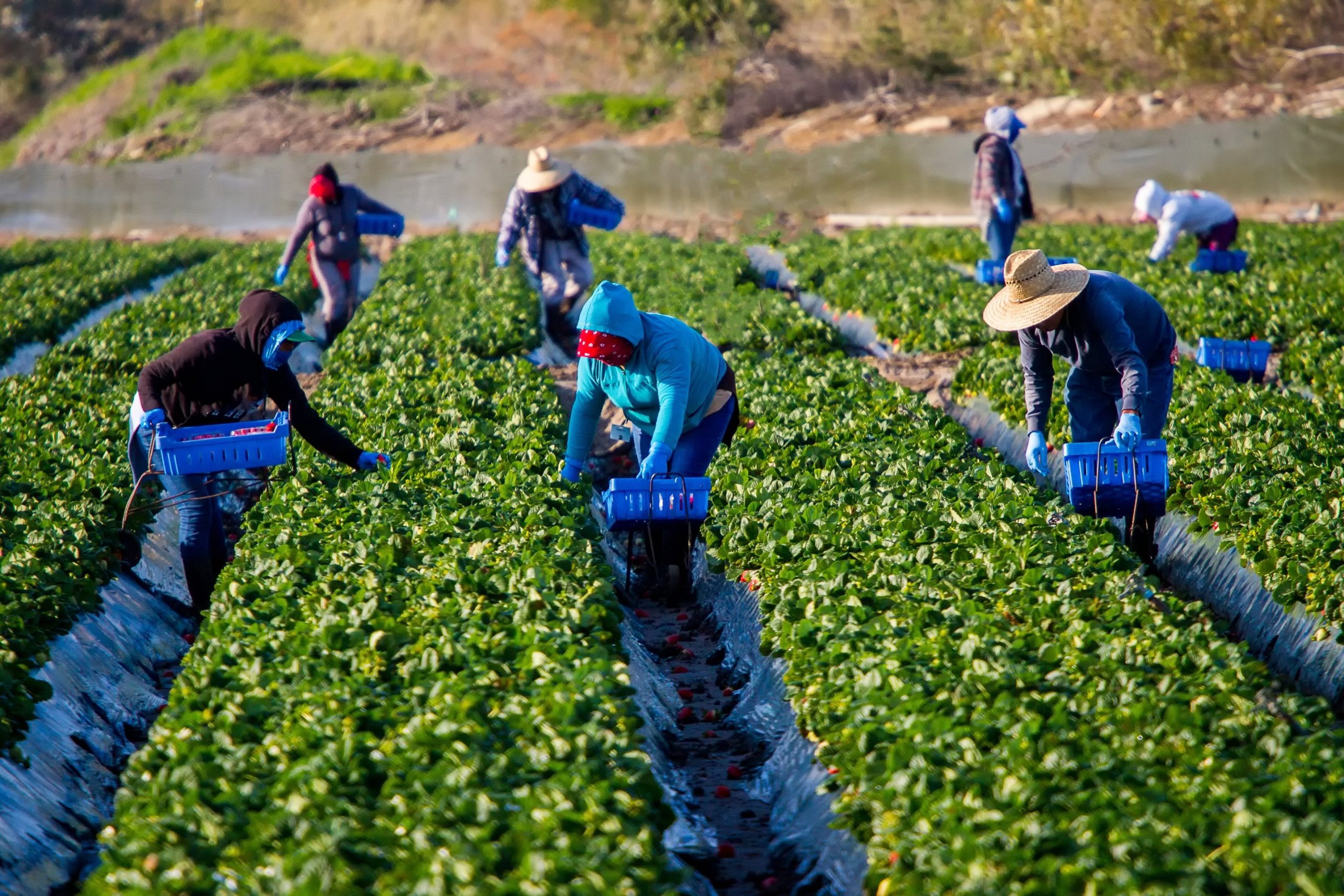 Trabajadores, trabajadoras del campo