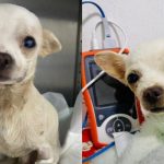 Conoce la historia de Pincky, el chihuahua que resultó herido al defender su hogar