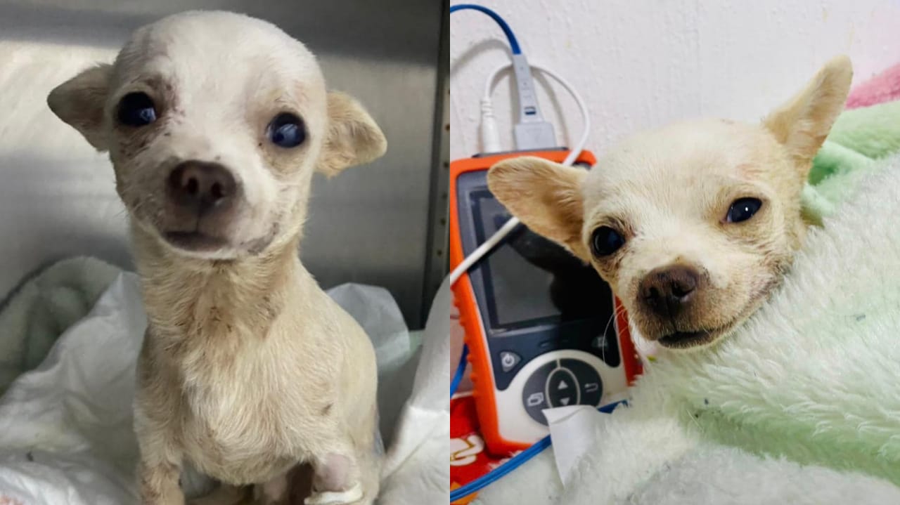 Conoce la historia de Pincky, el chihuahua que resultó herido al defender su hogar