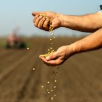 Trabajadores del campo esperan poder producir frijol para el mercado interno