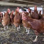 Mueres al menos 50.000 gallinas durante incendio en Nueva Zelanda