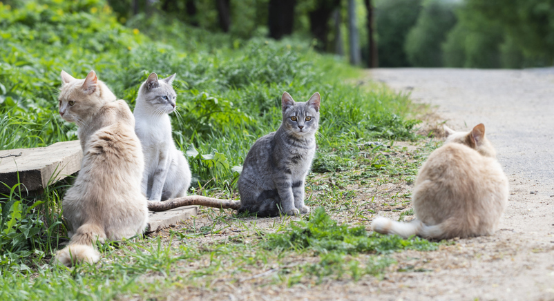 Vietnam | Encuentran 2.000 gatos muertos con los que iban a producir remedios tradicionales