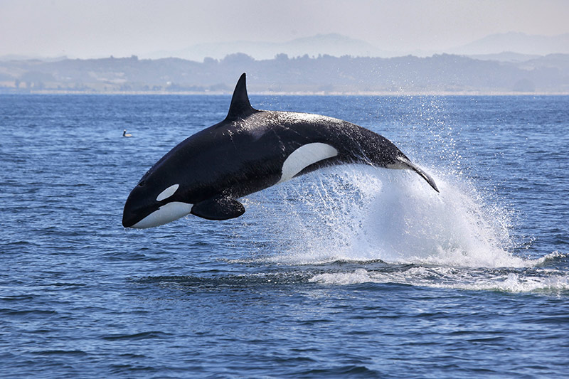 ¡Un espectáculo! avistaron grupo de orcas en La Guaira