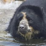 EEUU | Oso del zoológico de St. Louis tiene segundo escape breve del recinto