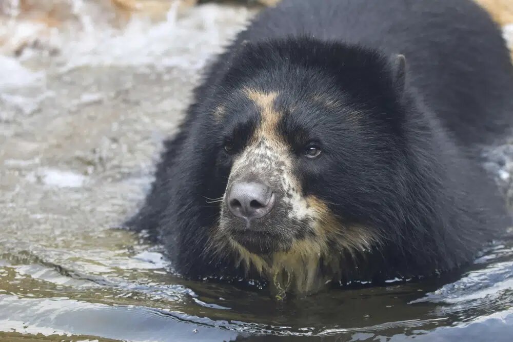 EEUU | Oso del zoológico de St. Louis tiene segundo escape breve del recinto
