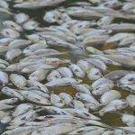 Millones de peces muertos se lavan en medio de una ola de calor en Australia