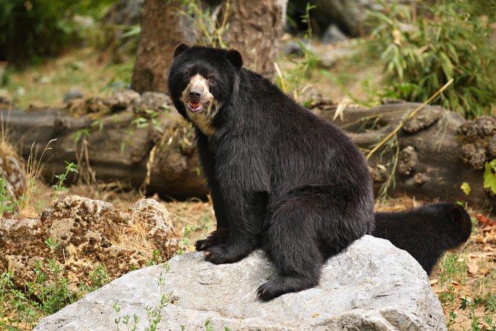 Reportan avistamiento de Oso Frontino en Lara