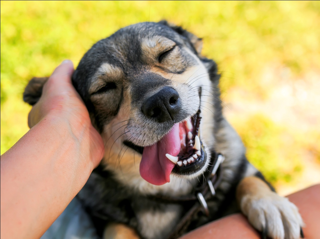 AN aprueba proyecto de ley para el trato digno y responsable de los animales de compañía