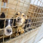 Parlamentario surcoreano propone ley para prohibir el consumo de carne de perro y gato