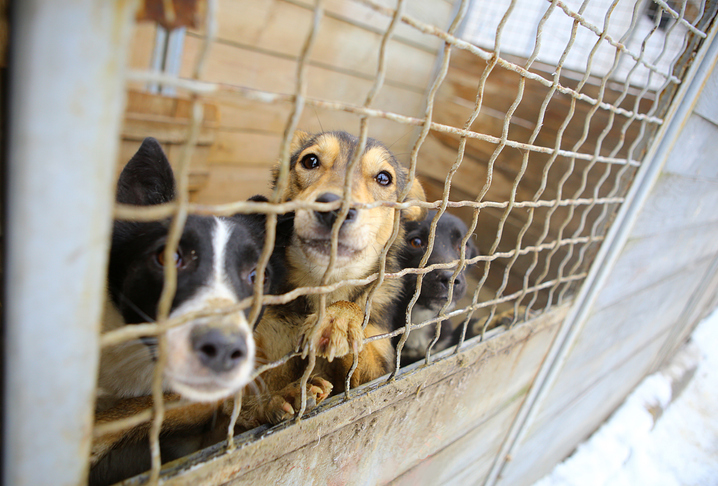 Parlamentario surcoreano propone ley para prohibir el consumo de carne de perro y gato