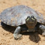 20.000 crías de tortugas arrau son liberadas en Amazonas para la conservación de especies