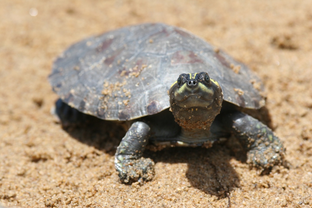 20.000 crías de tortugas arrau son liberadas en Amazonas para la conservación de especies