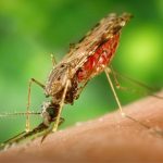 Investigadores buscan erradicar la malaria, que vive un "repunte" en el país