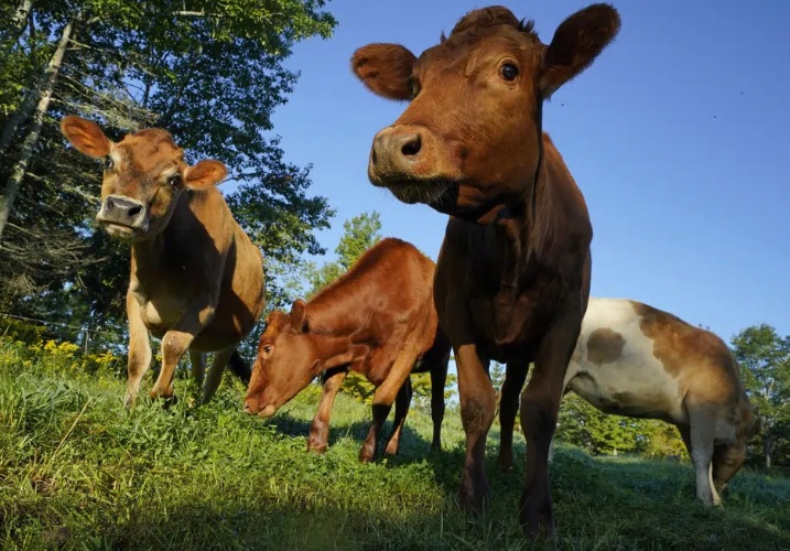 EE. UU. refuerza campaña para garantizar declaraciones precisas de bienestar animal en empaques de carne y aves