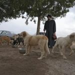 Iran perros callejeros