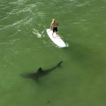 Estudio muestra que los tiburones y los humanos pueden compartir el océano pacíficamente