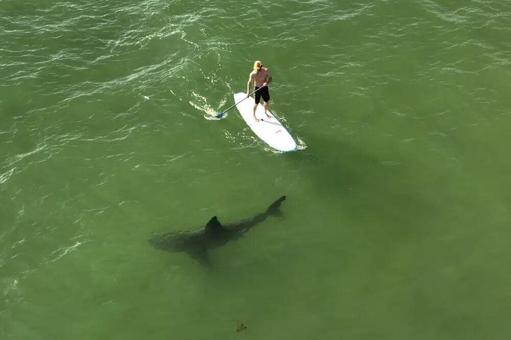 Estudio muestra que los tiburones y los humanos pueden compartir el océano pacíficamente