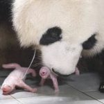 panda Foto AP