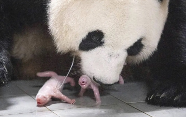 panda Foto AP