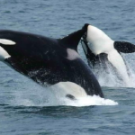 Pescadores liberan a siete ballenas orca varadas en las costas del norte de Venezuela