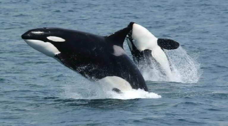 Pescadores liberan a siete ballenas orca varadas en las costas del norte de Venezuela