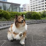 Toco, el hombre japonés que logró su sueño de convertirse en perro