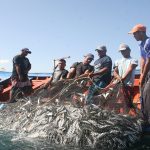 Pescado se encarece por los múltiples puntos por los que pasa el rubro en la cadena de comercialización