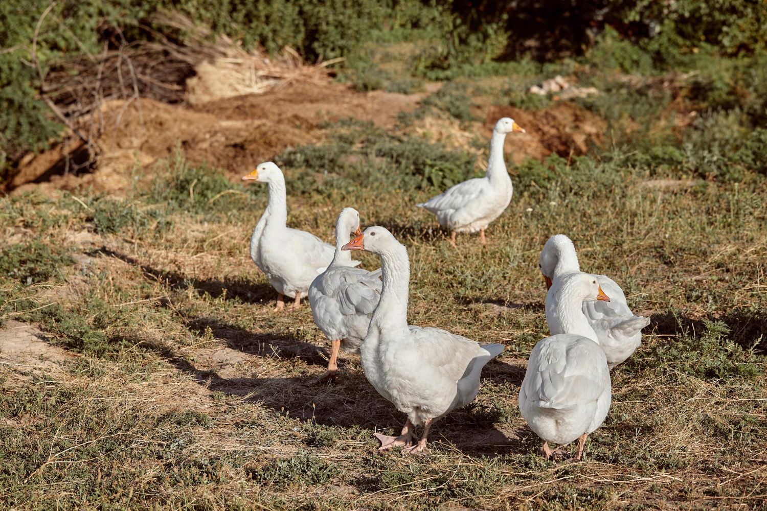 Hungría sacrifica 51.000 patos al detectar un nuevo foco de gripe aviar