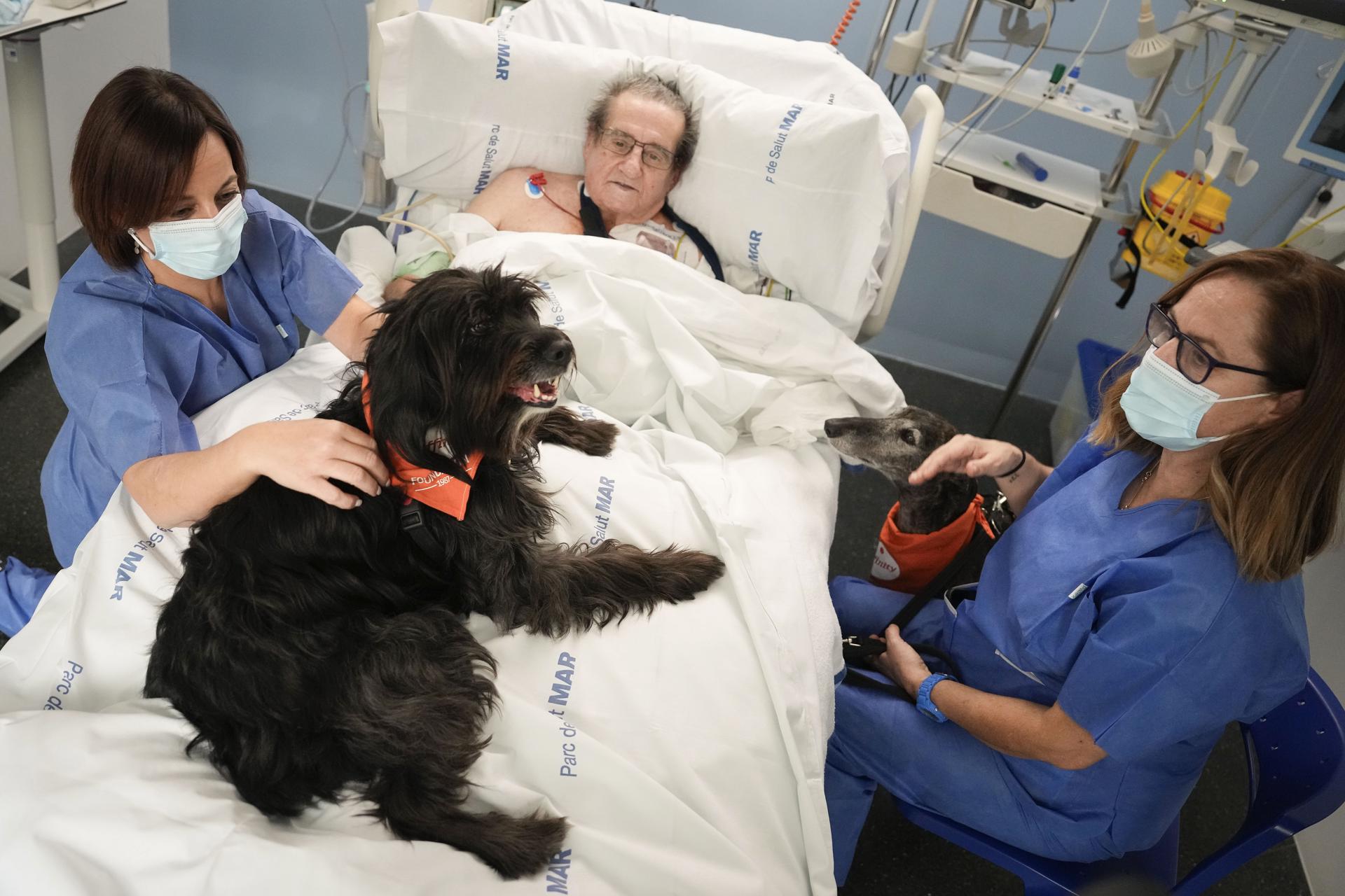 Perros terapéuticos ofrecen caricias que sanan a pacientes de la UCI en un hospital