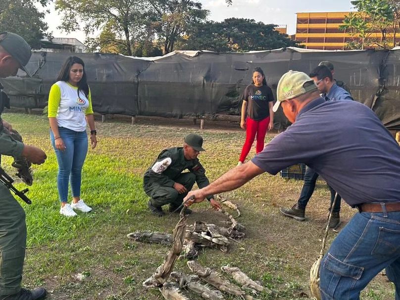 Rescatan 40 iguanas verdes en gestación trasladadas de manera ilegal en Anzoátegui