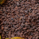 Gobierno venezolano crea fondo para estabilizar precio del Cacao