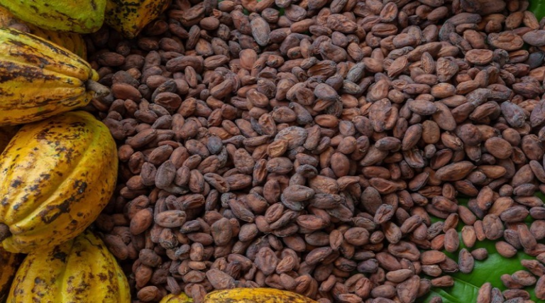 Gobierno venezolano crea fondo para estabilizar precio del Cacao