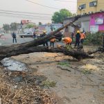 Árbol cae y afecta el tránsito vehicular en parte del centro de Barquisimeto