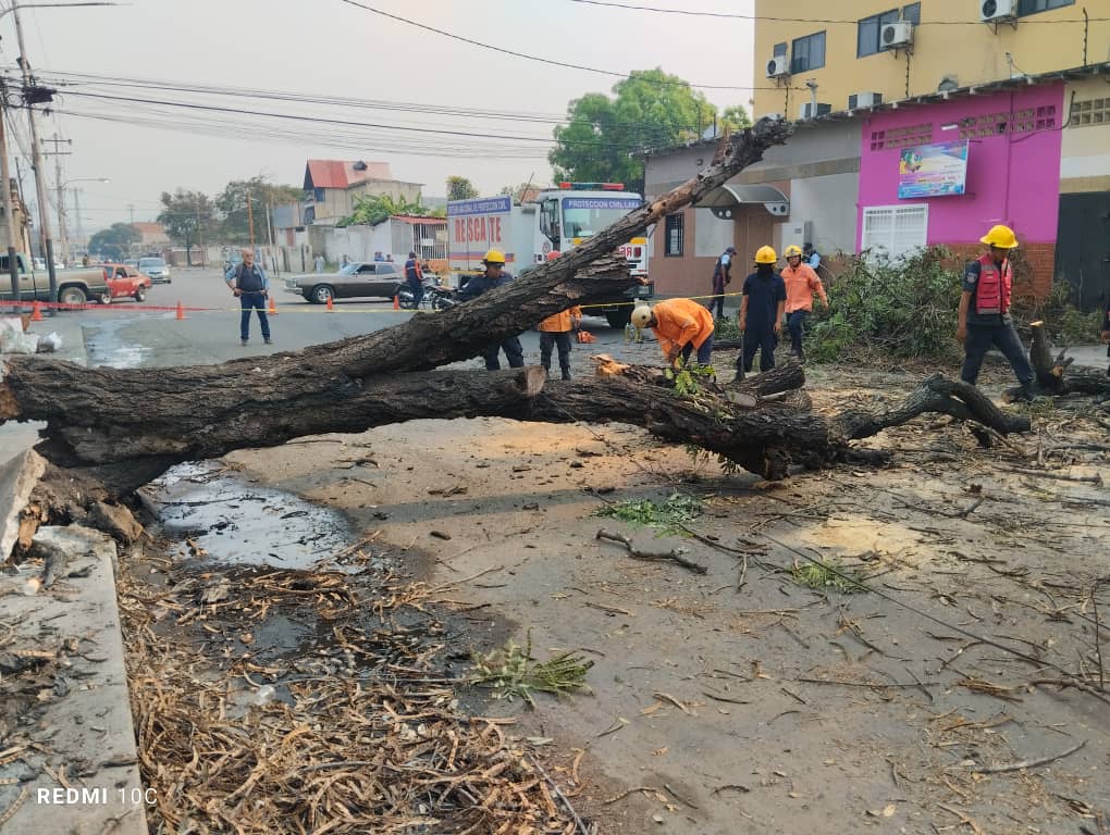 Árbol cae y afecta el tránsito vehicular en parte del centro de Barquisimeto