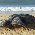 Un ejemplar de la tortuga más grande del mundo depositó 120 huevos en Margarita