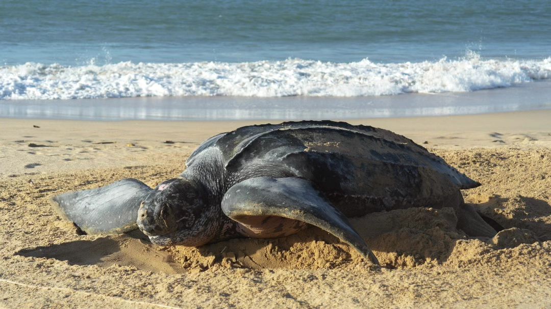 Un ejemplar de la tortuga más grande del mundo depositó 120 huevos en Margarita