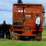 Liberan cuatro venados caramerudos y 100 morrocoyes sabaneros en Guárico