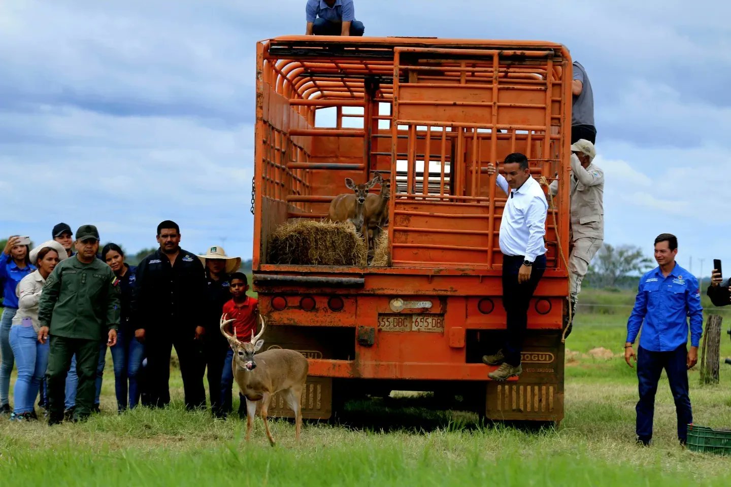 Liberan cuatro venados caramerudos y 100 morrocoyes sabaneros en Guárico